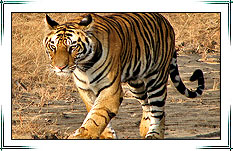 Tiger In Bandhavgarh